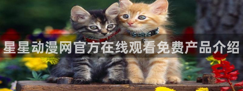 辣妹里番动漫：星星动漫网官方在线观看免费产品介绍